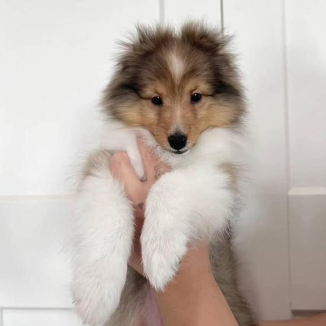 ขาย Shetland Sheepdog แท้ 4