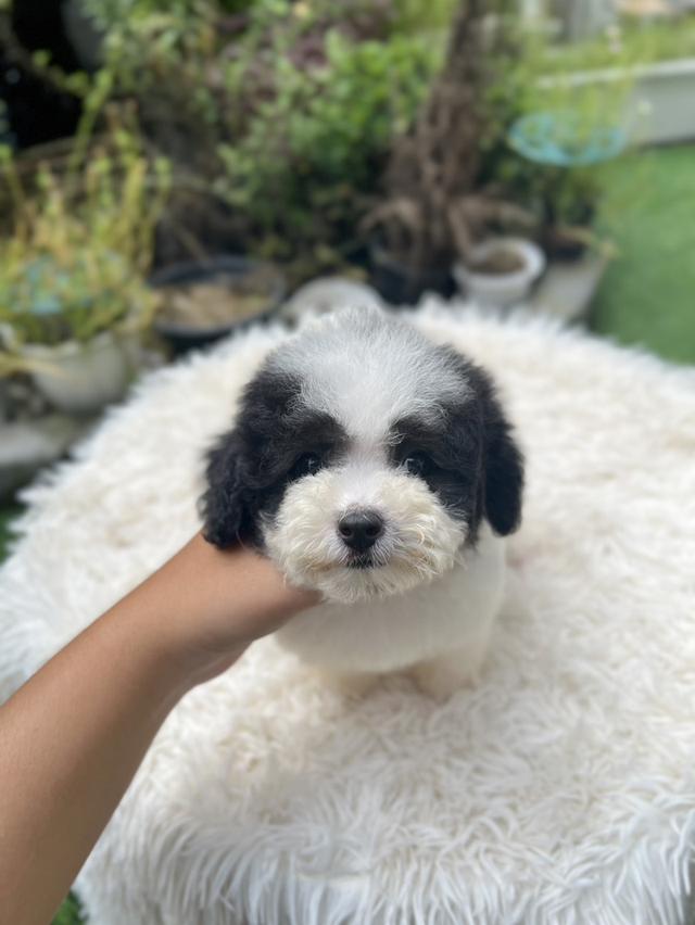 น้องคุกกี้ พุดเดิล ทีคัพ เพศหญิง