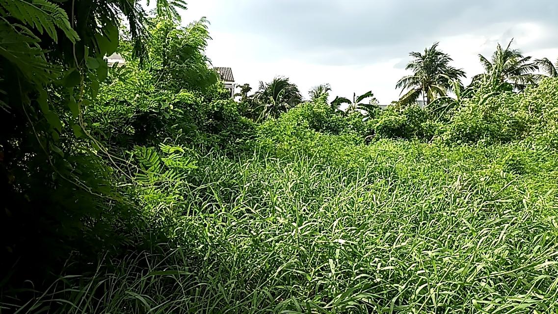 ขายด่วนที่ดินทำเลทองถนนพัฒนาการ 1