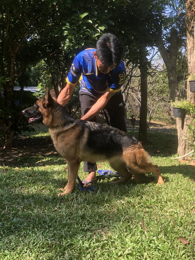 ลูกสุนัขเยอรมันเชพเพริด รูปที่ 12