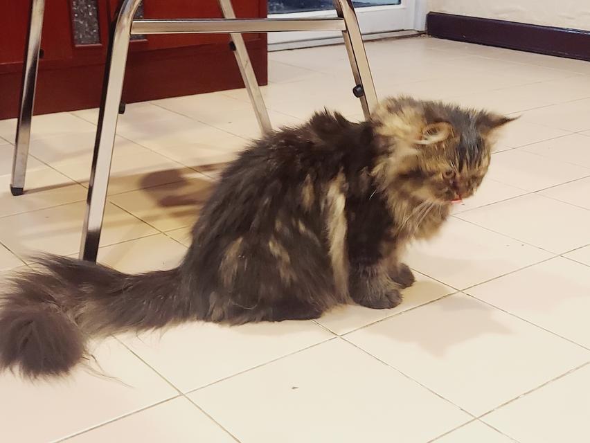 Cat for sell 14
