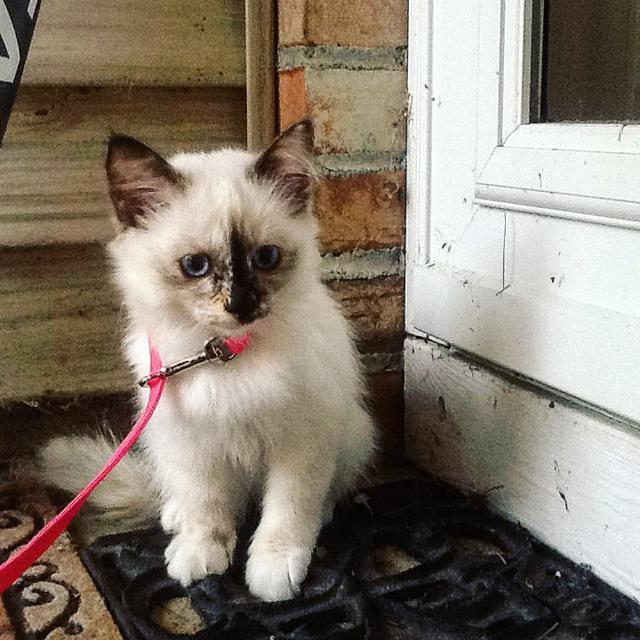 Three Birman Kitten Available  WhatsApp me : +66 63 826 3042