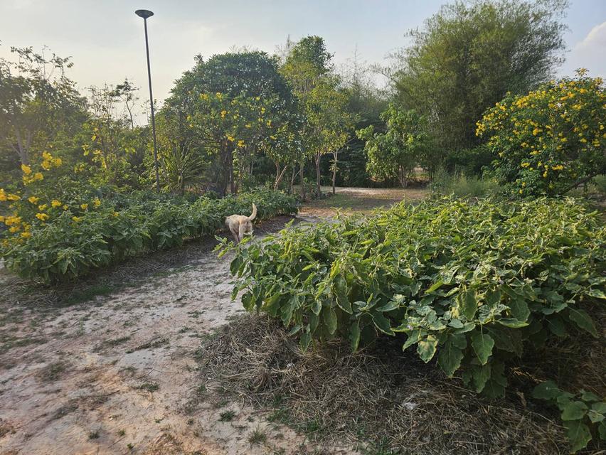 อาคารพาณิชย์พร้อมกิจการ และสวนธรรมชาติในเนื้อที่ 3 ไร่ 3 งาน จ.สกลนคร 13