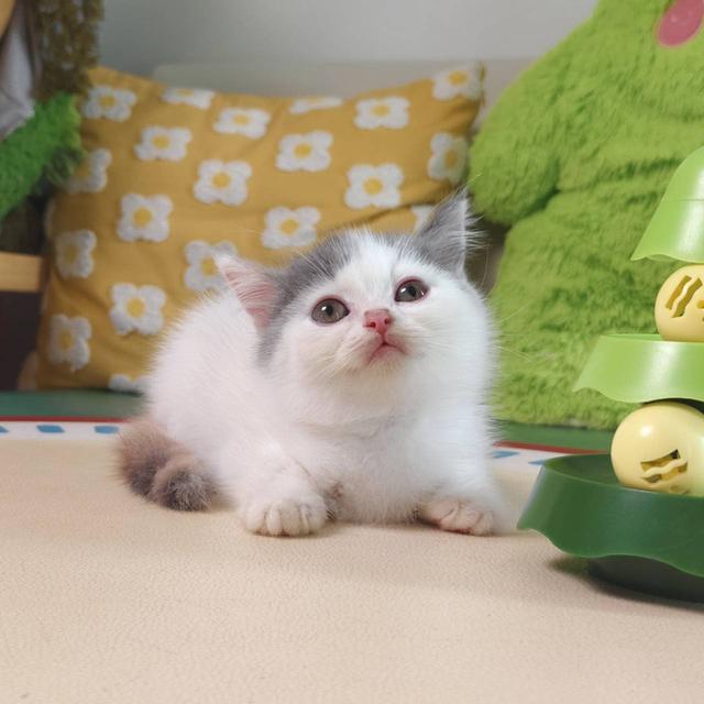 แมว สก๊อตติช Scottish Oscat cattery chiangmai รูปที่ 9