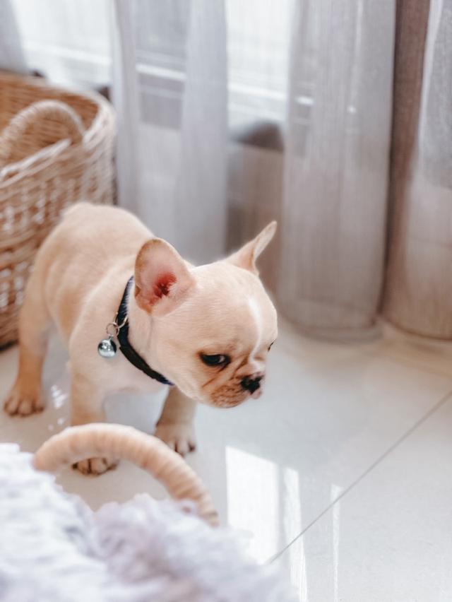 French Bulldog สายเลือดแชมป์ 4