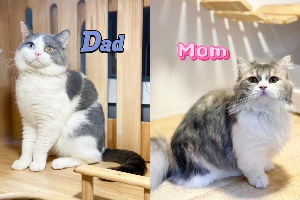 แมวมันช์กิ้นขาสั้น 10