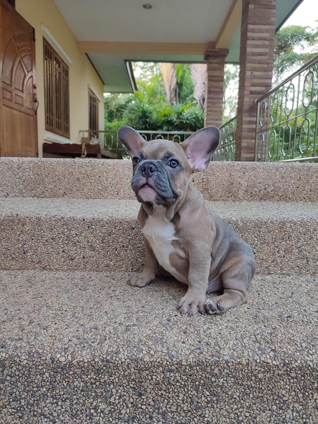 French Bulldog ราคาดี 3