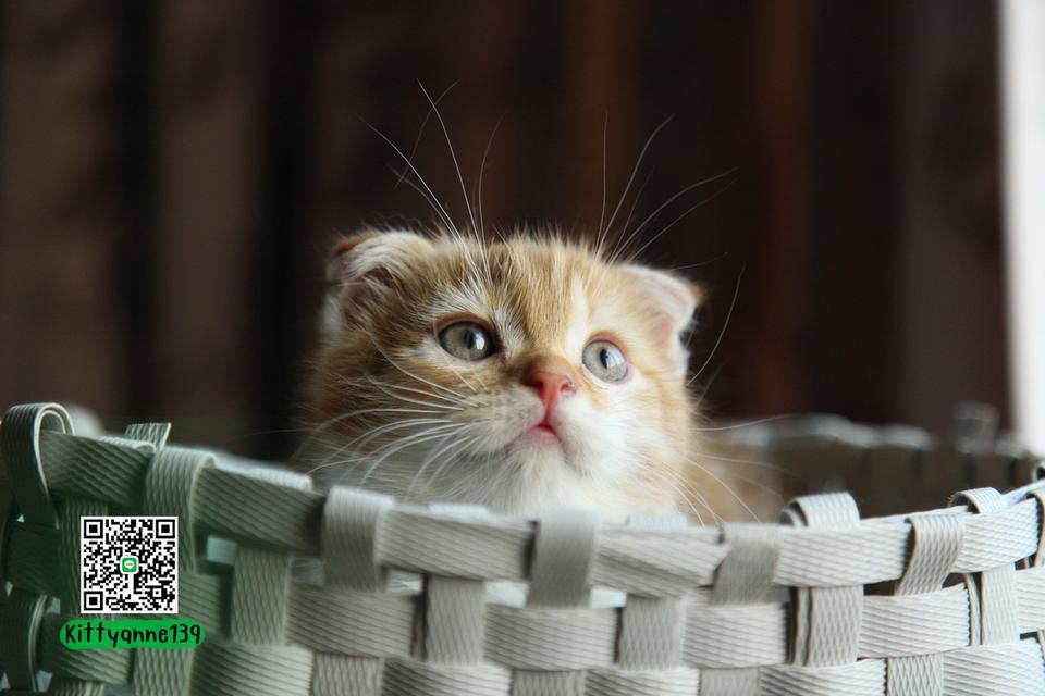 แมวสก็อตติชโฟลด์แท้แบ่งเลี้ยง รูปที่ 8