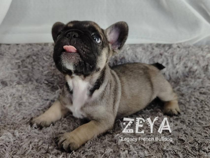 ZEYA เฟรนช์บูลด็อก เพศเมีย สีเซเบิล 8