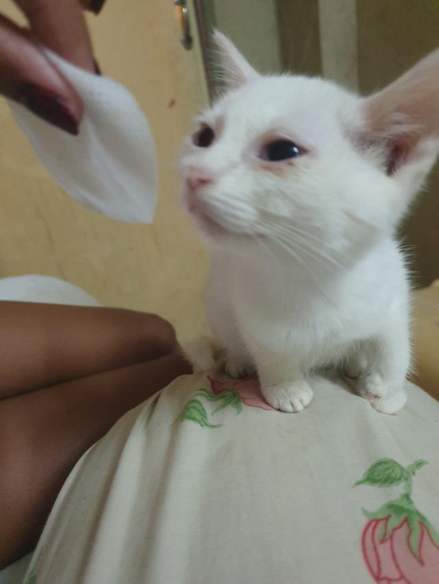 ขายเเมว (ตาไม่เท่ากัน) 2