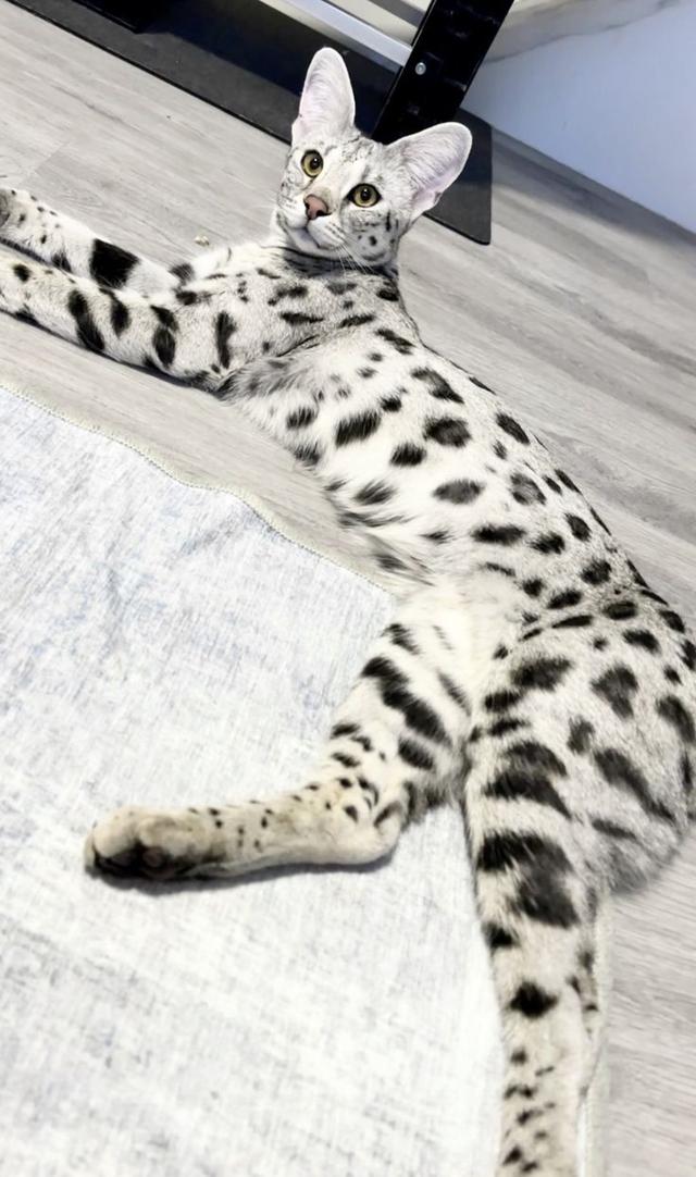 แมวพันธุ์ เบงกอล สีเทาขาว 3