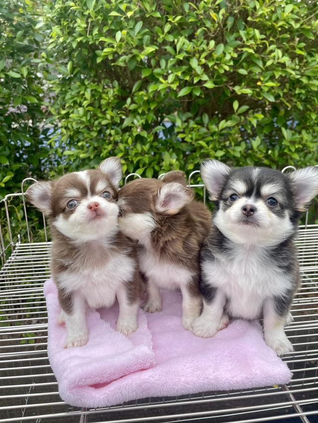 ลูกสุนัขชิวาว่า 6