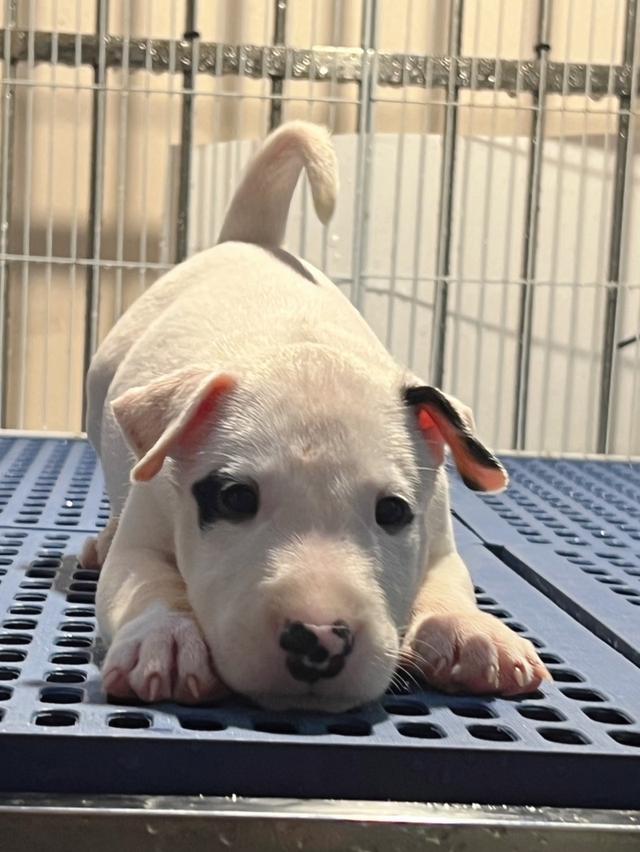 Bullterrier std 