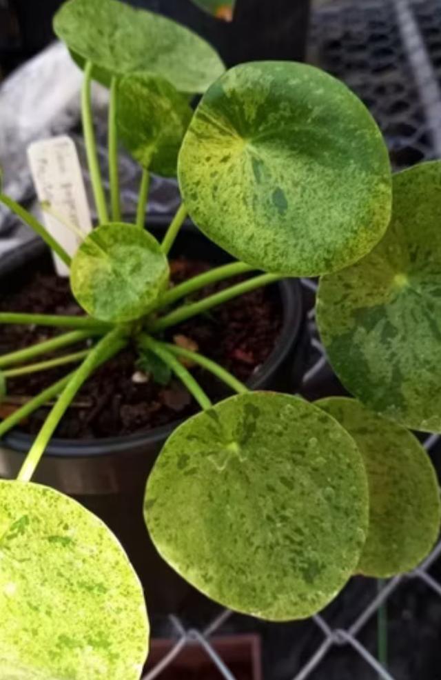 ต้น Pilea ( ไพเลีย ) 2