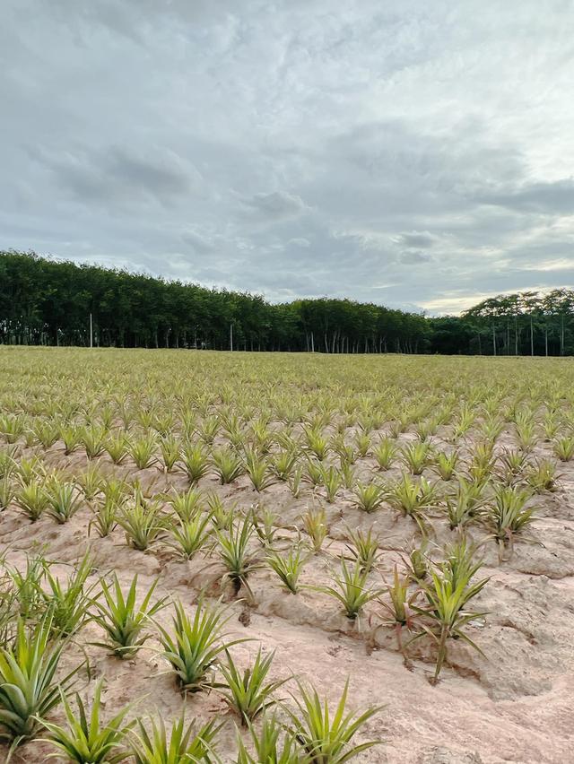 ขายที่ดินปลวกแดงเนื้อที่ 14 ไร่ ซอยมาบยางพร4 ใกล้ถนนเส้น3013-500เมตร จ.ระยอง 2