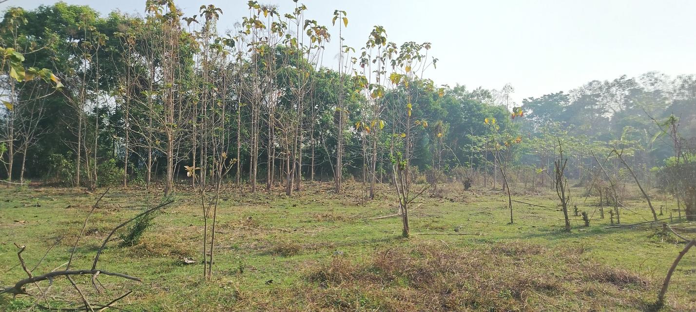 ที่โฉนดวิวเขา ห่าง อบต 1กิโล ที่หน้ากว้างติดถนน80เมตรวิวสวยมากใกล้ชุมชน 5