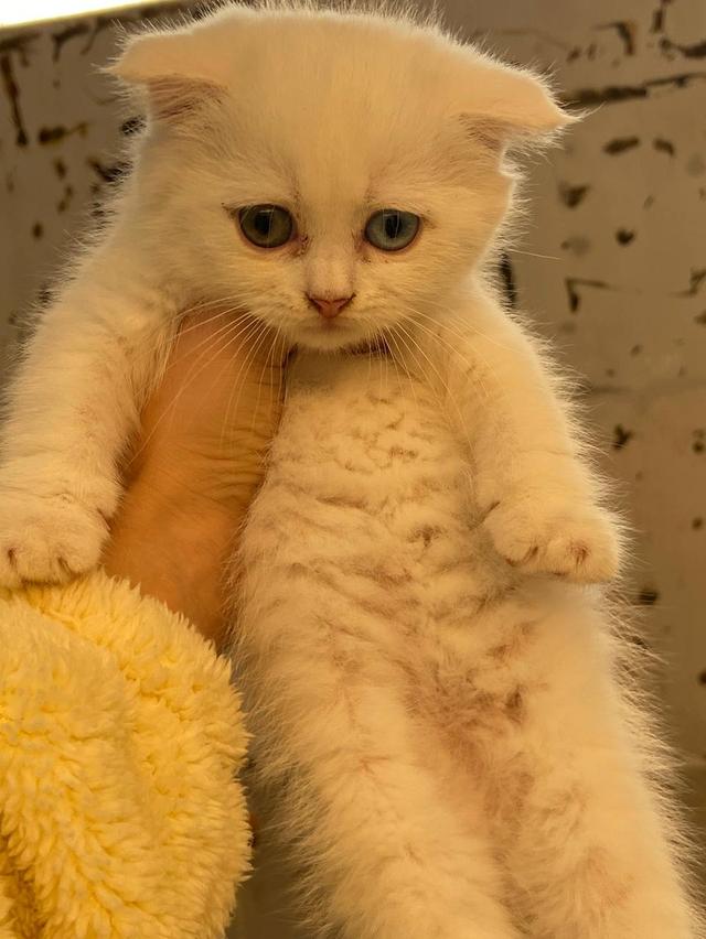 สก็อตติชสีขาว หูพับ ตาสองสี 2