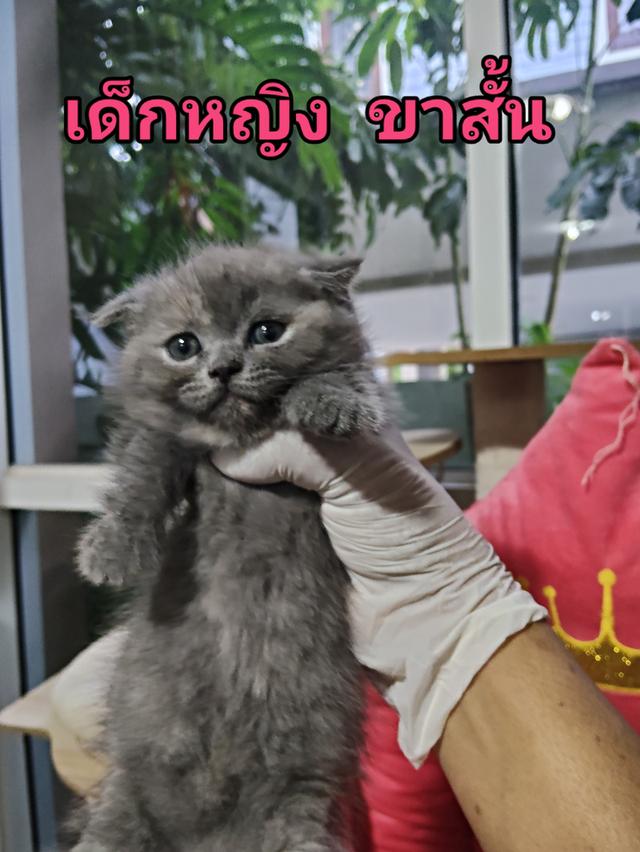 ขายแล้ว   ลูกแมว ขาสั้น เพศหญิง อายุ2เดือน