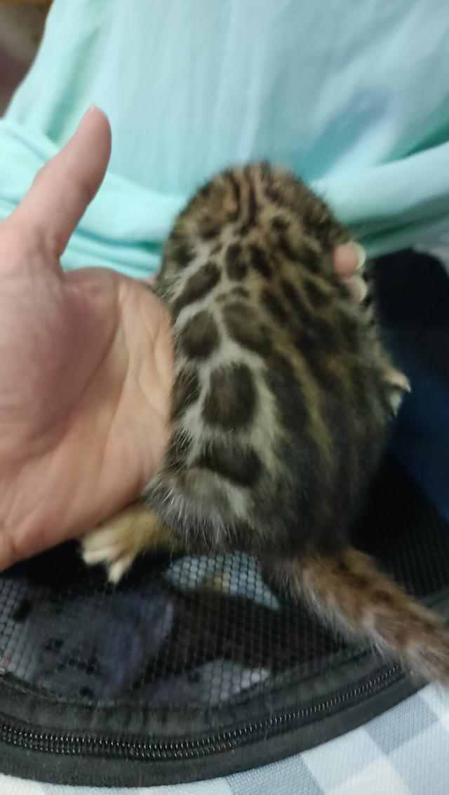 ลูกแมวเบงกอล Bengal Cat รูปที่ 3