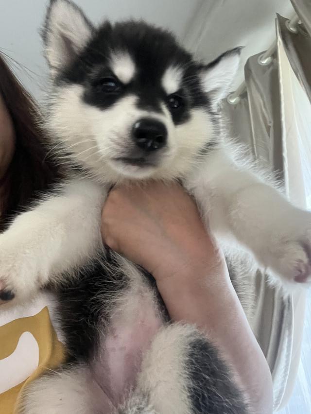 สุนัขอลาสกัน+ไซบีเรียน 2 เดือน  4000 ปทุมธานี รูปที่ 5