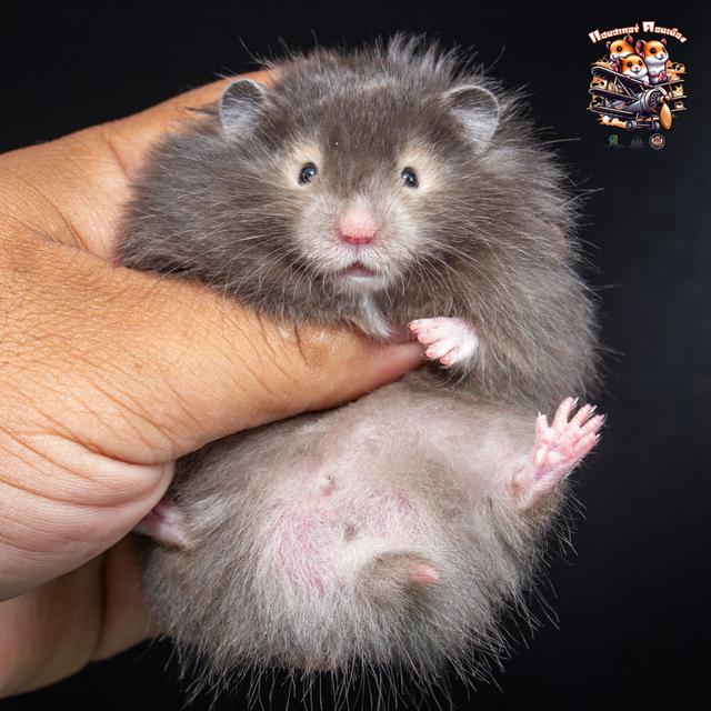 Hamster Donmuang - ขายหนูแฮมสเตอร์ 10
