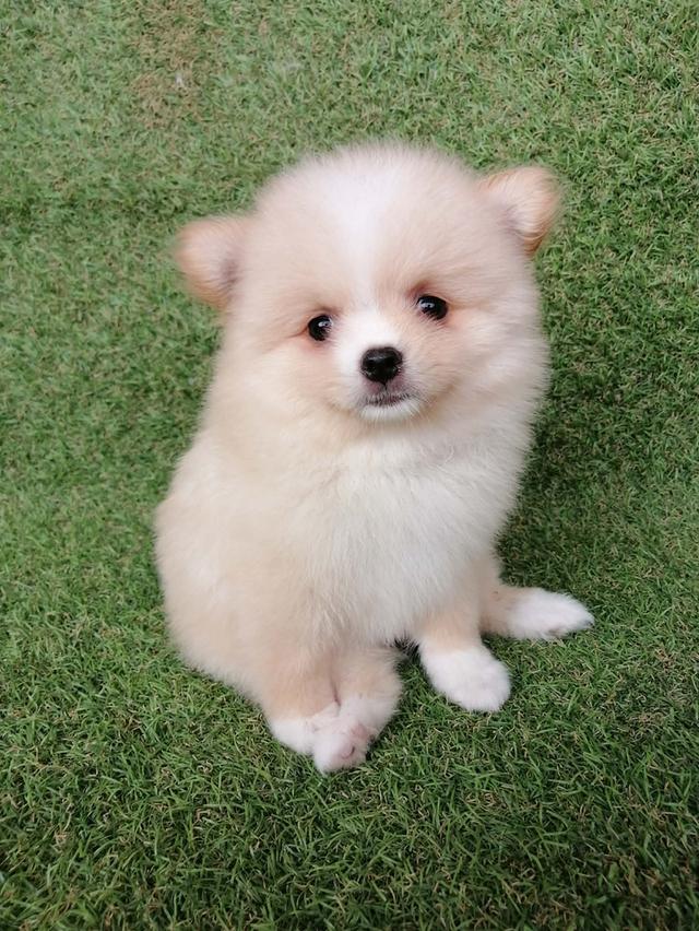 ปอมเเท้ เพศเมีย พร้อมย้าย รูปที่ 4