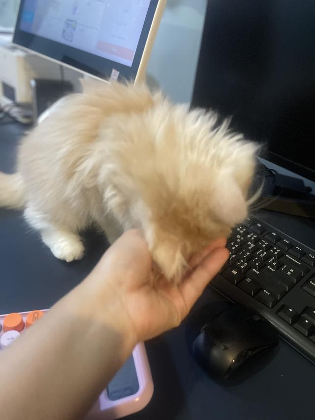 แมวส้มขี้อ้อนนวดเก่ง(เด็กชาย 3 เดือน)นิสัยขี้อ้อนสุดๆ รูปที่ 2