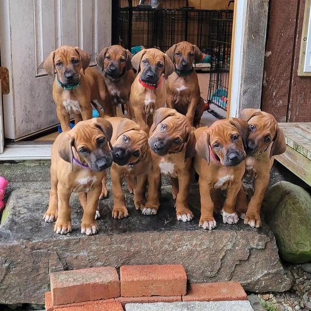 rhodesian ridgeback Puppies for sale