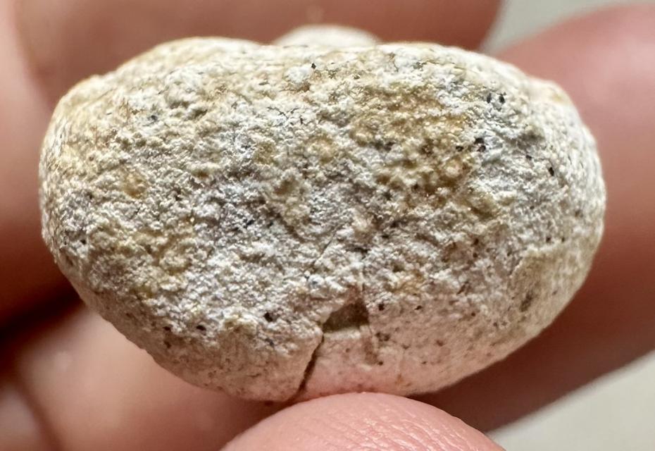 พระปิดตาหลวงพ่อภู วัดต้นสน เนื้อผงพุทธคุณ 6