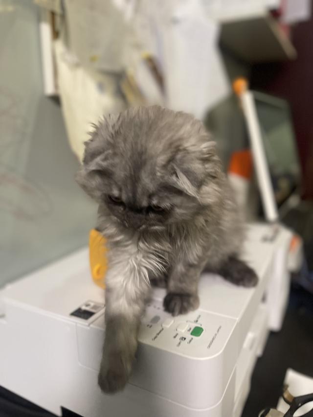 น้องแมวหน้าดำ(ชาย2เดือน)พร้อมย้านบ้าน 9