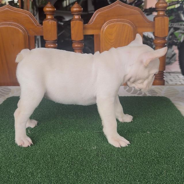 ลูกสุนัขเฟรนช์บลูด็อก รูปที่ 8