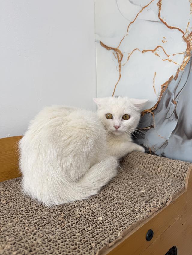 ลูกแมวพันธุ์สก๊อตติชแท้ รูปย่อยที่ 4