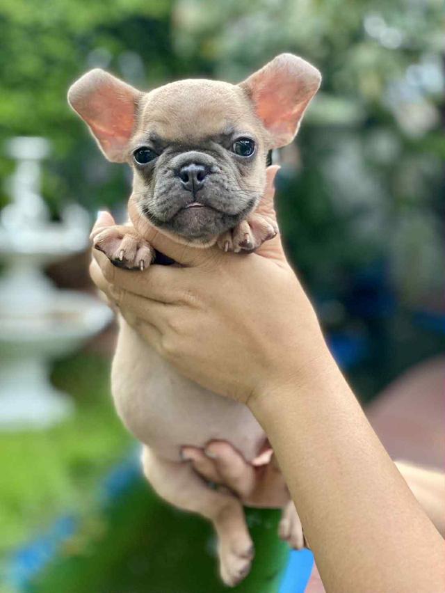 ดญ.จิ๋ว เพศเมีย อายุ2เดือนครึ่ง พันธุ์เฟรนช์ บูลด็อก(french bulldog)