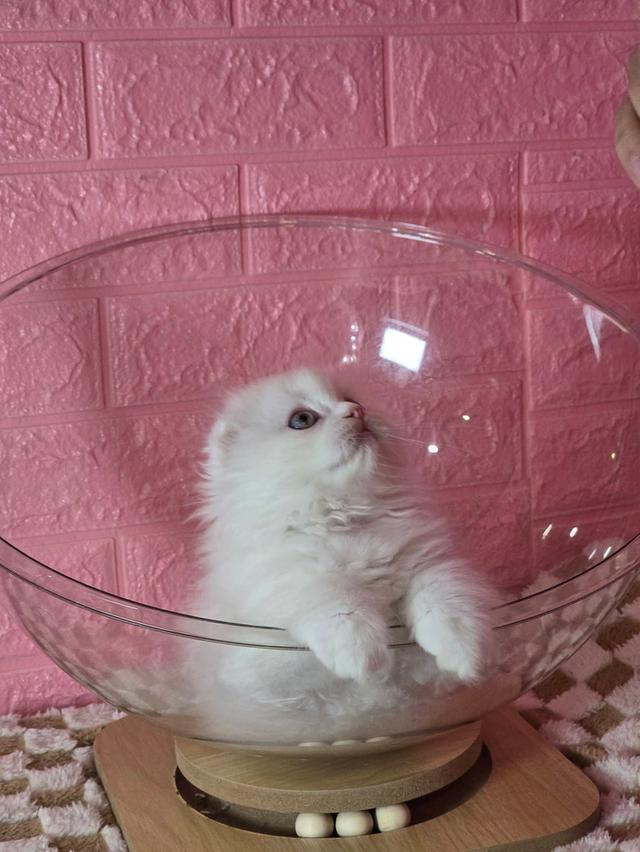 ส ก็ อ ต ติ ช โฟ ล ด์ รูปที่ 2