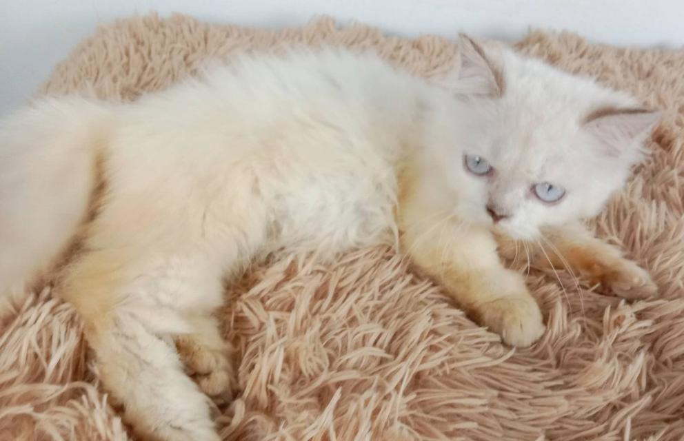 5.แมวมันช์กิ้น/เพศเมีย หาบ้าน Munchkin Cat/Female looking for a new home 10