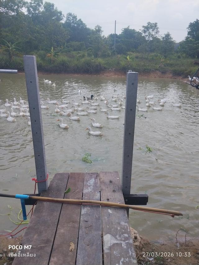 เป็ดอี๊เหลียง เป็ดเนื้อ เป็ดไข่ รูปย่อยที่ 3
