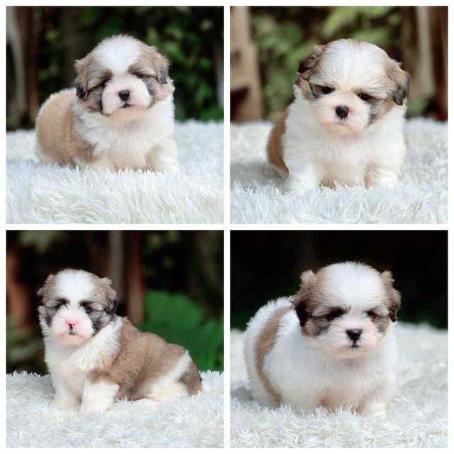 ชิสุแท้พร้อมย้ายบ้านสินสอดน่ารัก