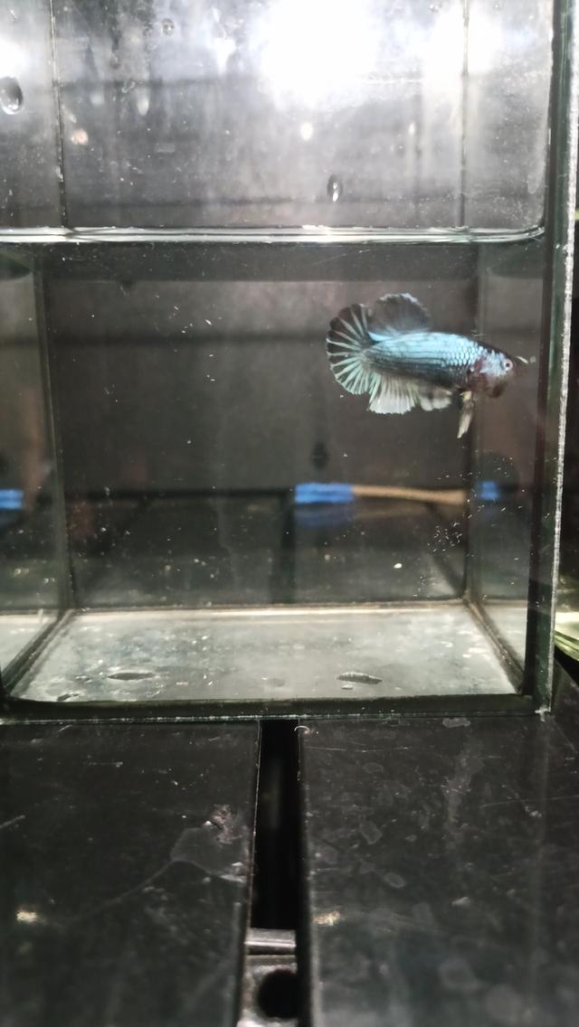 ปลากัดและปลากัดสวยงาม ปลีก-ส่ง รับได้ที่หน้าฟาร์ม มีบริการจัดส่งทั่วไทย 5