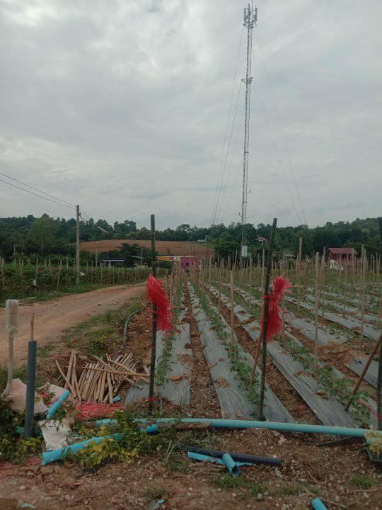 ที่ดิน เปล่า 1-10 ไร่ แบ่งขายได้ ที่วังหมี ไร่ละ 6แสน