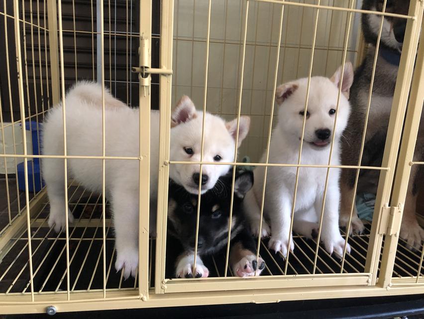 ลูกสุนัขชิบะอินุแท้ เพศผู้สี Black tan อายุ 2 เดือน 12