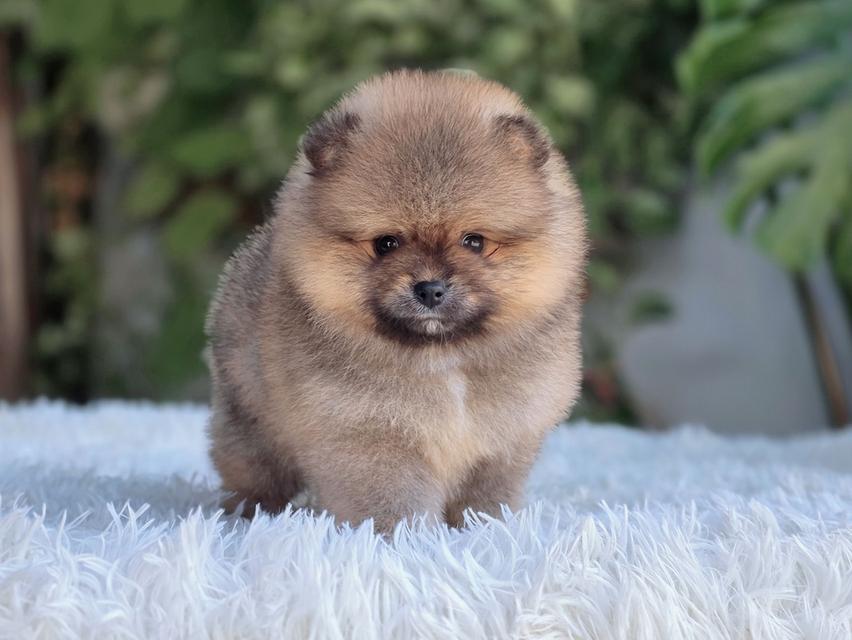 ปอมเมอเรเนัยนแท้ สีส้ม เพศเมีย รูปที่ 11