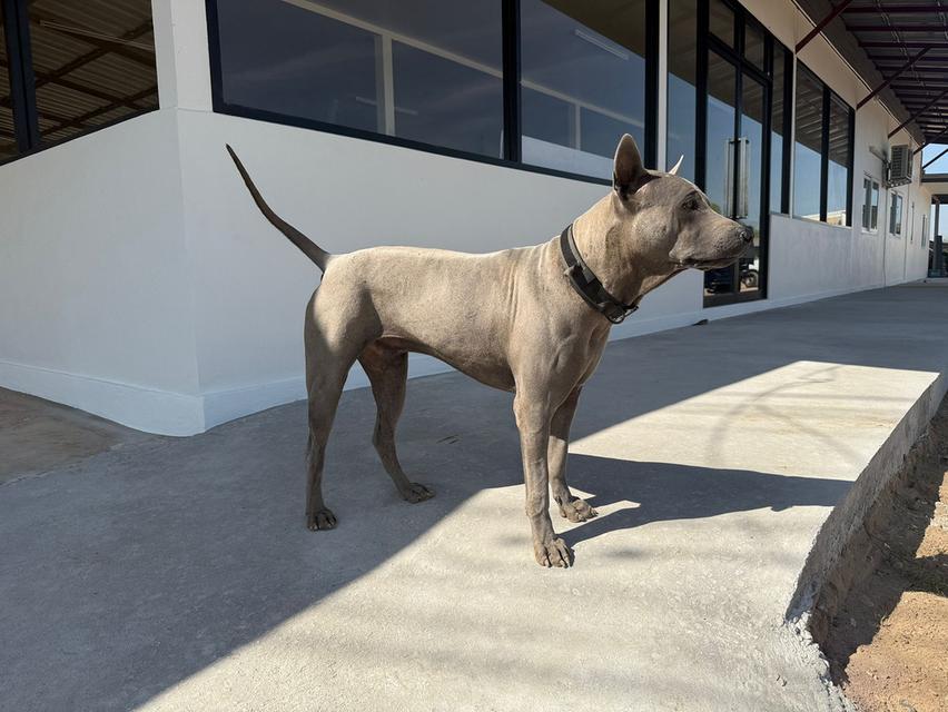 สุนัขไทยหลังอาน เลือด 100% รูปที่ 16