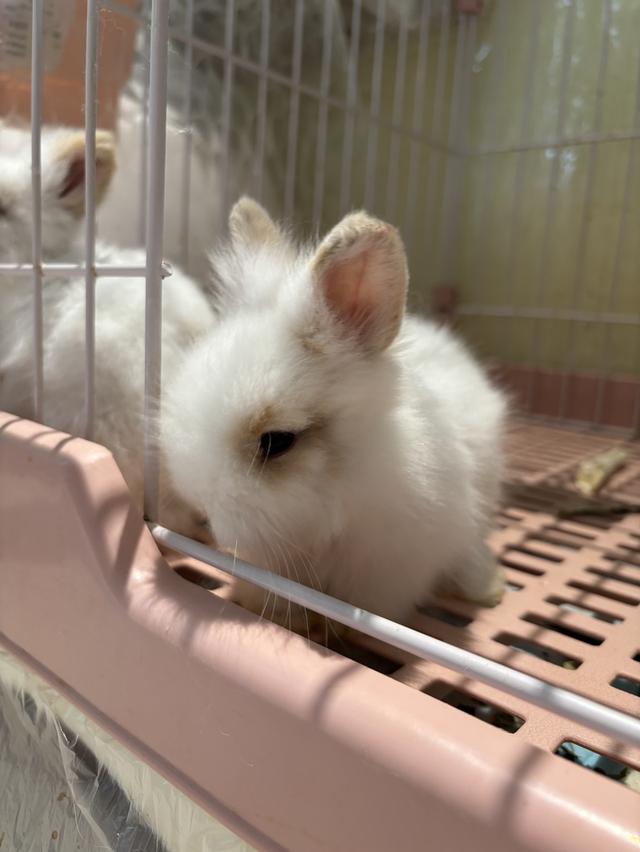 Teddy Bear Rabbit  10