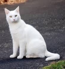 แมวขาวมณี 1
