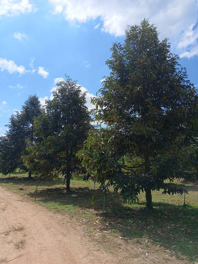 ที่ิดินพร้อมสวนทุเรียน จ.กาญจนบุรี อ.ทองผาภูมิ 20