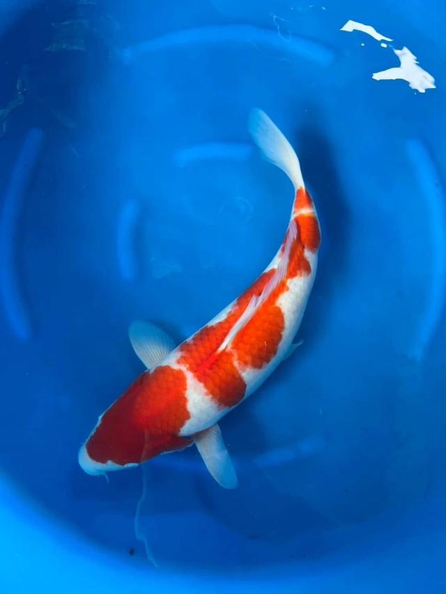 ปลาคาร์ฟพันธุ์ Kohaku Koi