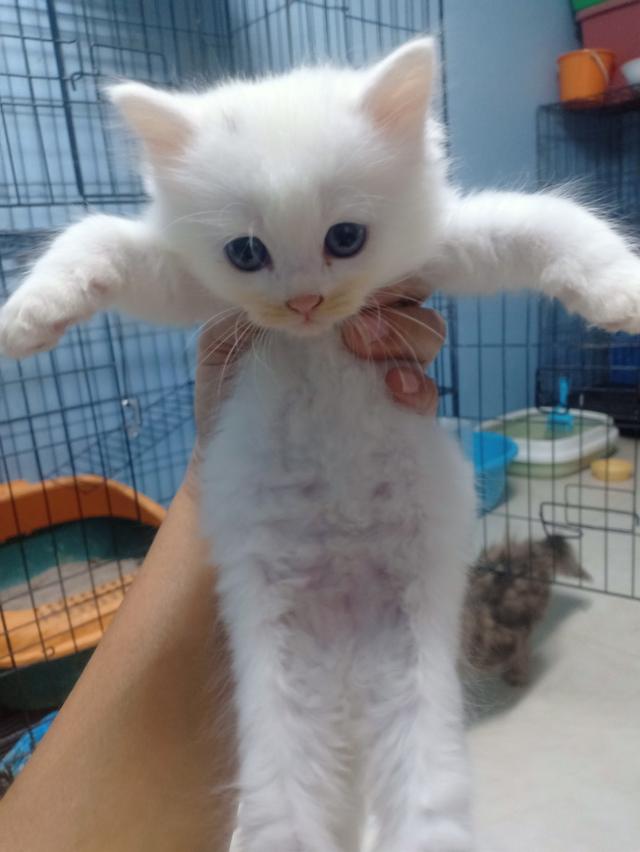 ลูกแมวเปอร์เซีย กทม.บางแค