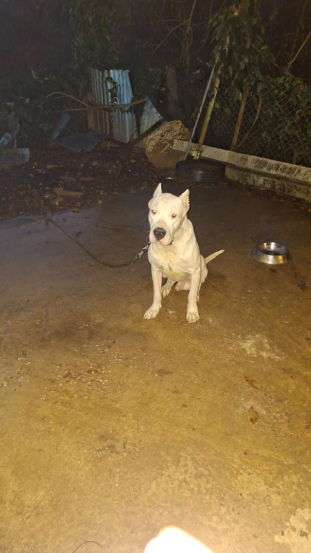 ขายเหมาๆหมา3ตัวผู้2เมีย1 รูปย่อยที่ 3