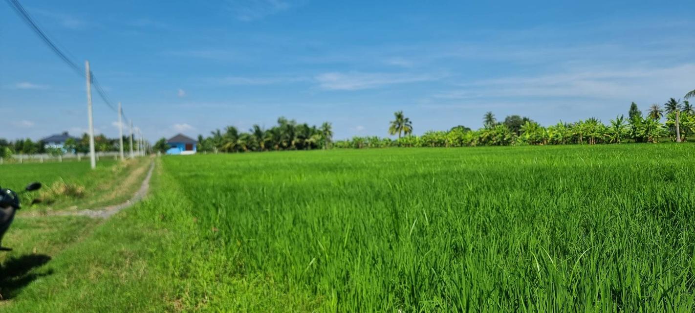 💎 [โอกาสทอง] ขายที่ดินลาดกระบัง-ทับยาว 2 ไร่ (แบ่งขายได้) 6