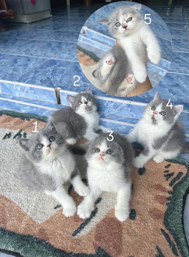 ลูกแมวสก็อตติชโฟลด์